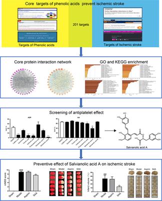 Corrigendum: Network pharmacology and experimental study of phenolic acids in salvia miltiorrhiza bung in preventing ischemic stroke